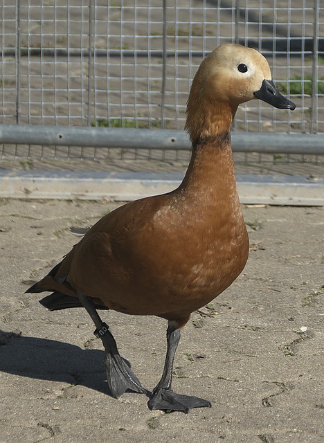 比拼