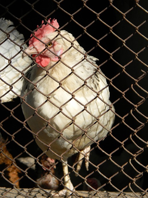 往被形容为 往被形容为